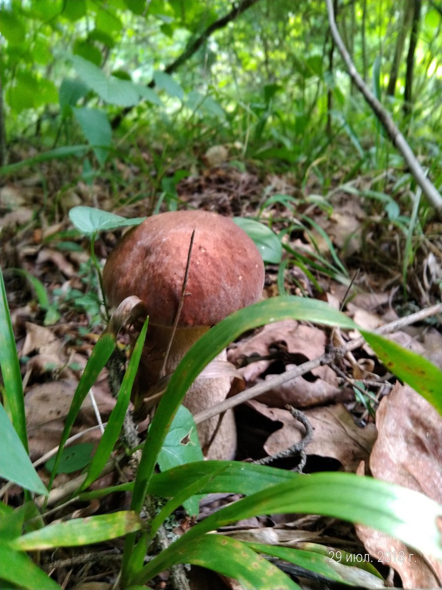 Белый гриб березовый фото