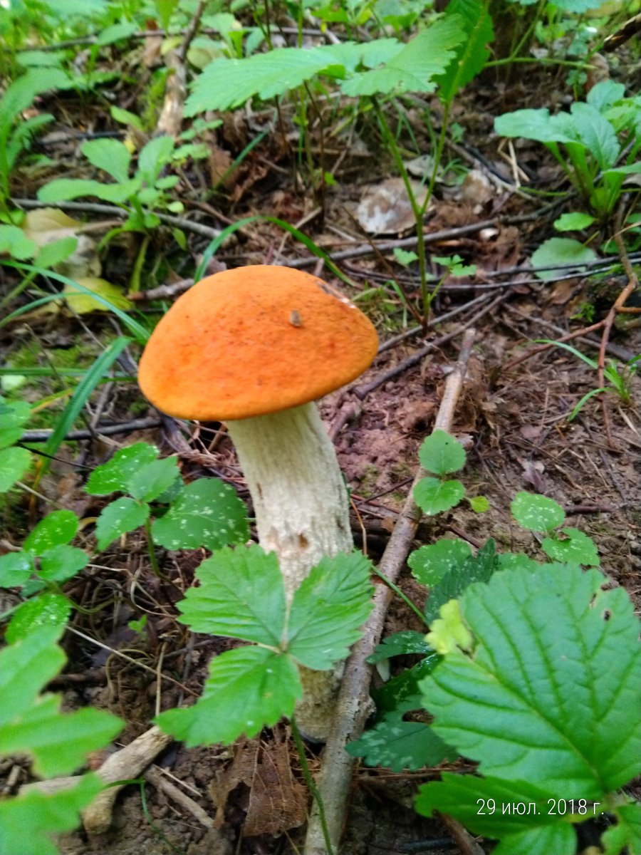 Первые грибы колосовики