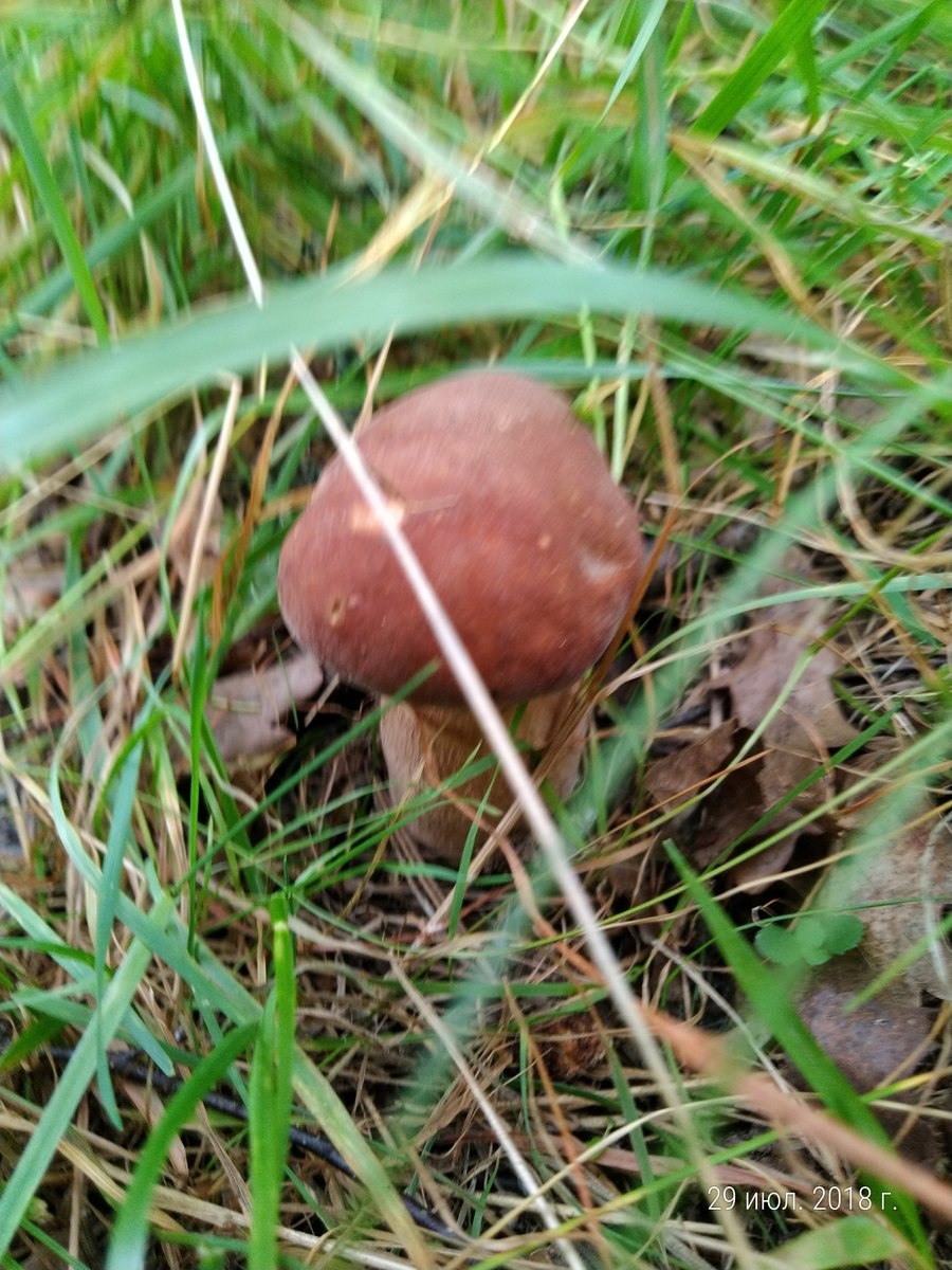 Подберезовик паразит