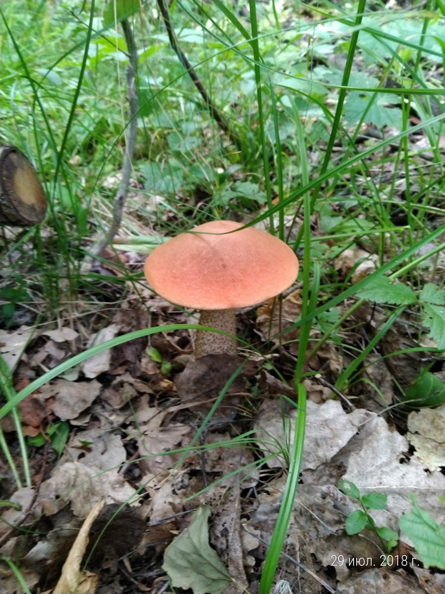 Обабок Боровой