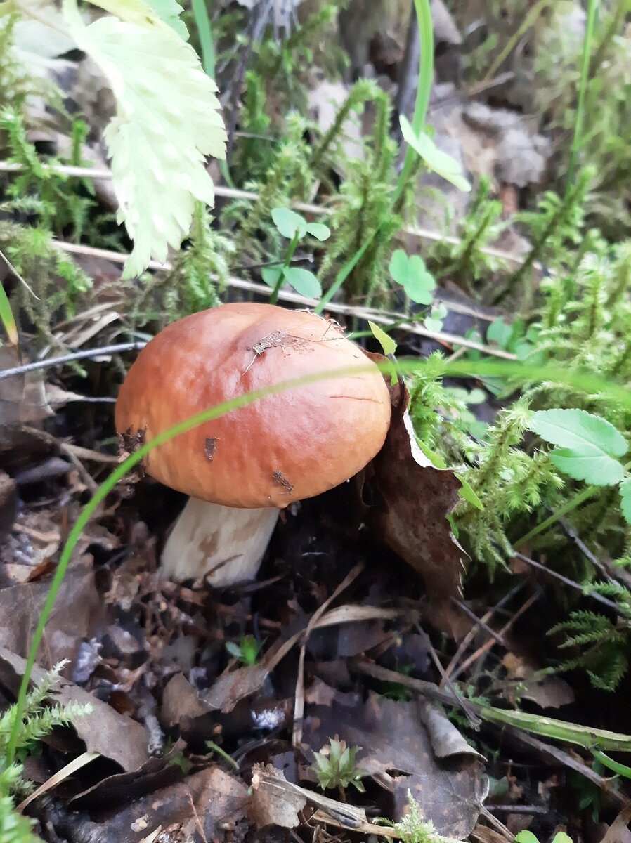 Белый гриб берёзовый Boletus betulicola