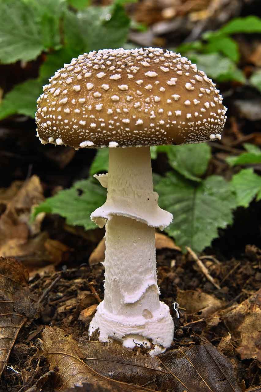 Мухомор пантерный Amanita pantherina
