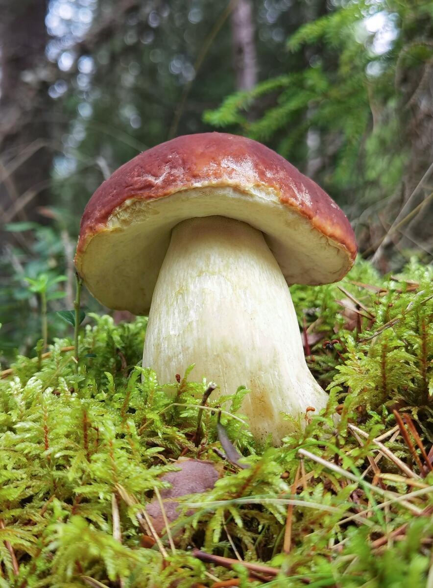 Белый мох ягель беломошном Бору