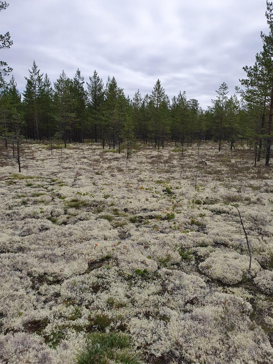 Боровой белый гриб