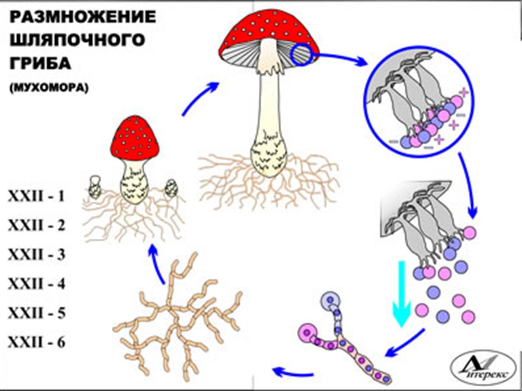 Чем отличается спора гриба. Размножение шляпочных грибов грибницей. Схема полового размножения шляпочных грибов. Цикл размножения шляпочных грибов. Размножение грибов спорами схема.