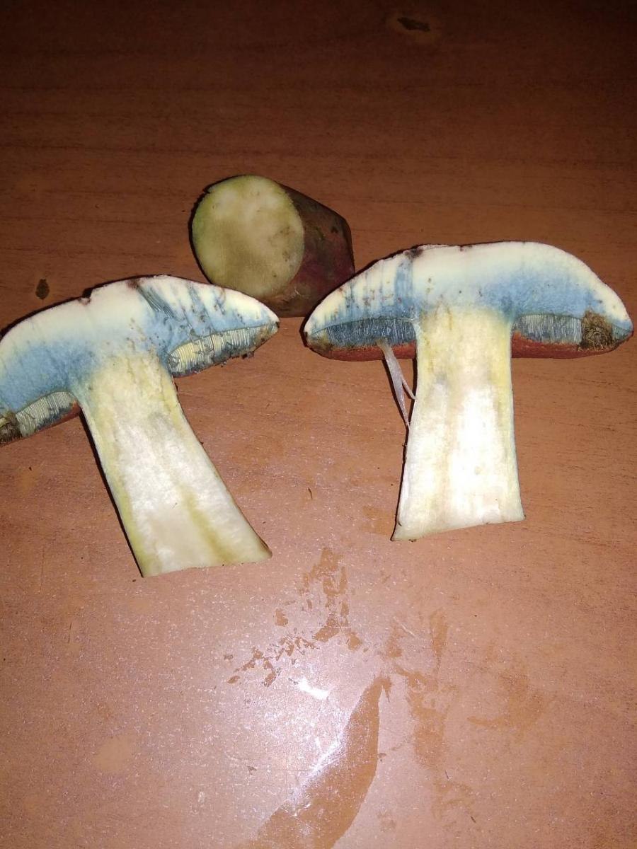 Дубовик польский белый