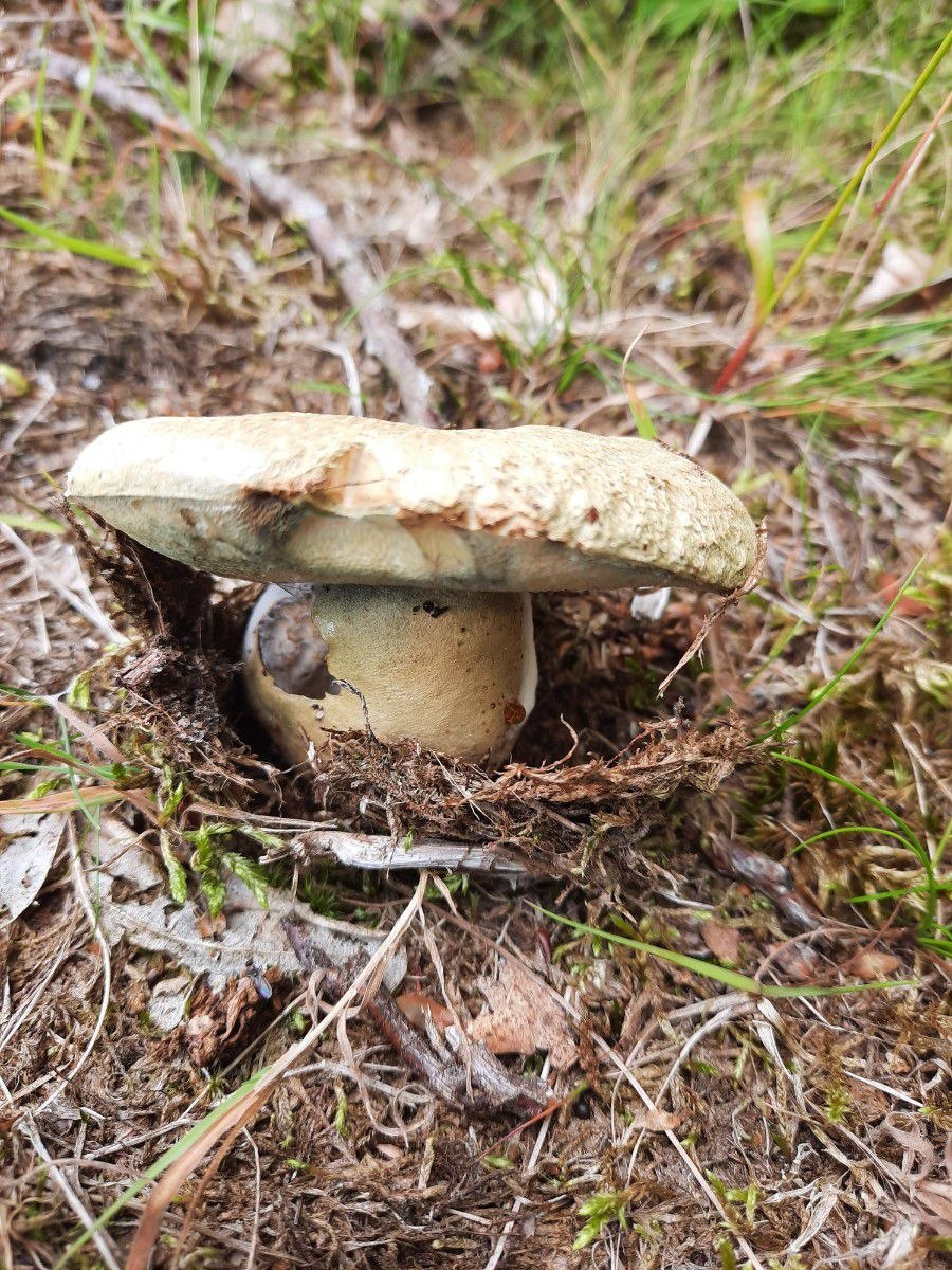 Гриб Дубовик оливково-бурый