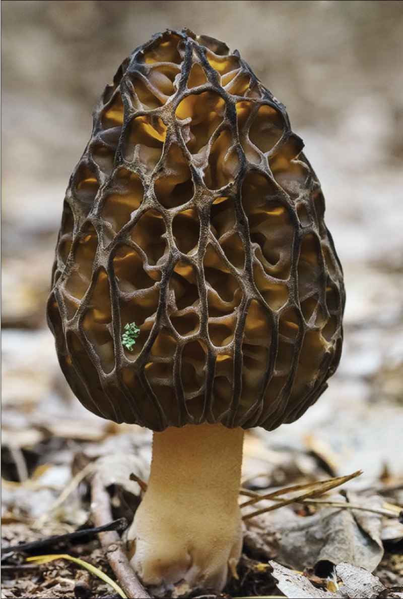 Сморчки грибы съедобные