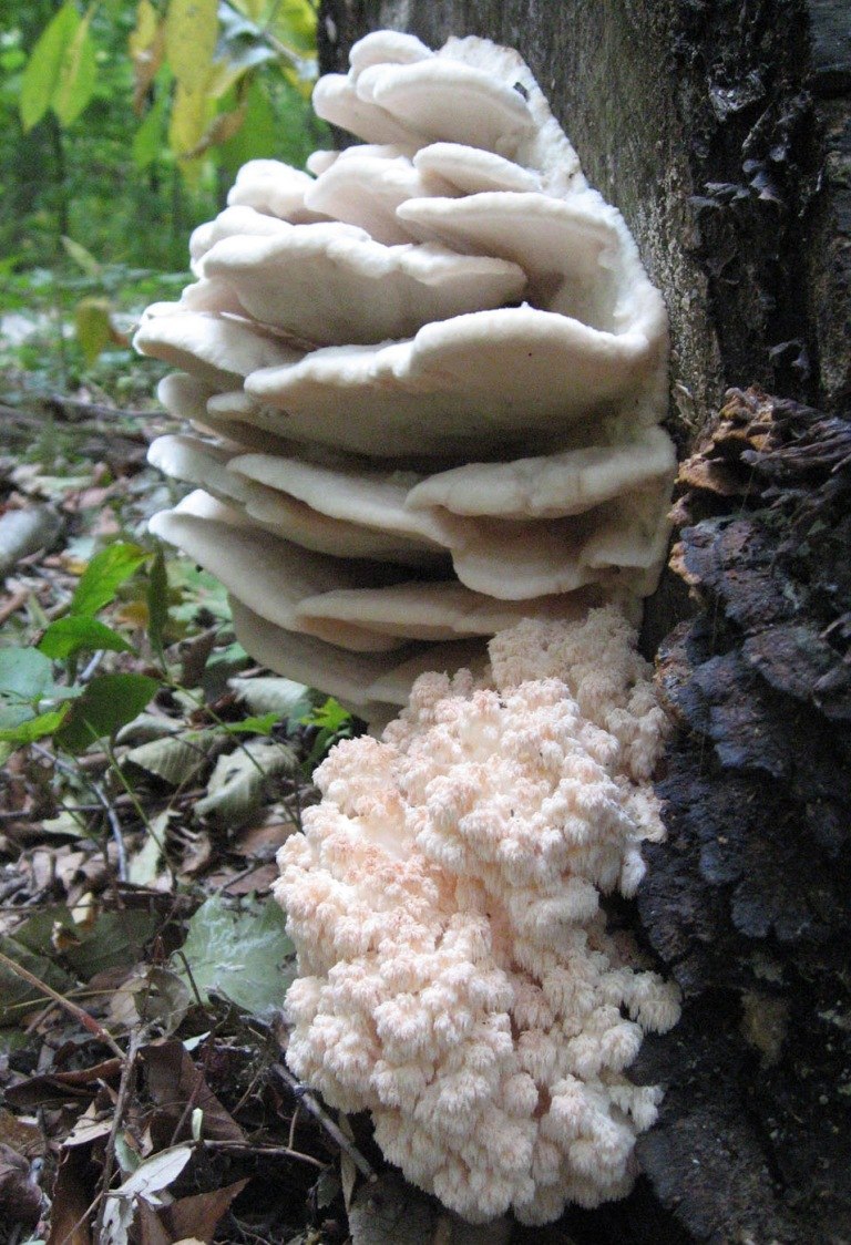 Trametes pubescens