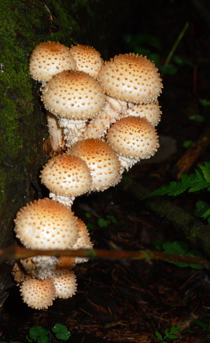 Чешуйчатка съедобная (42 фото)