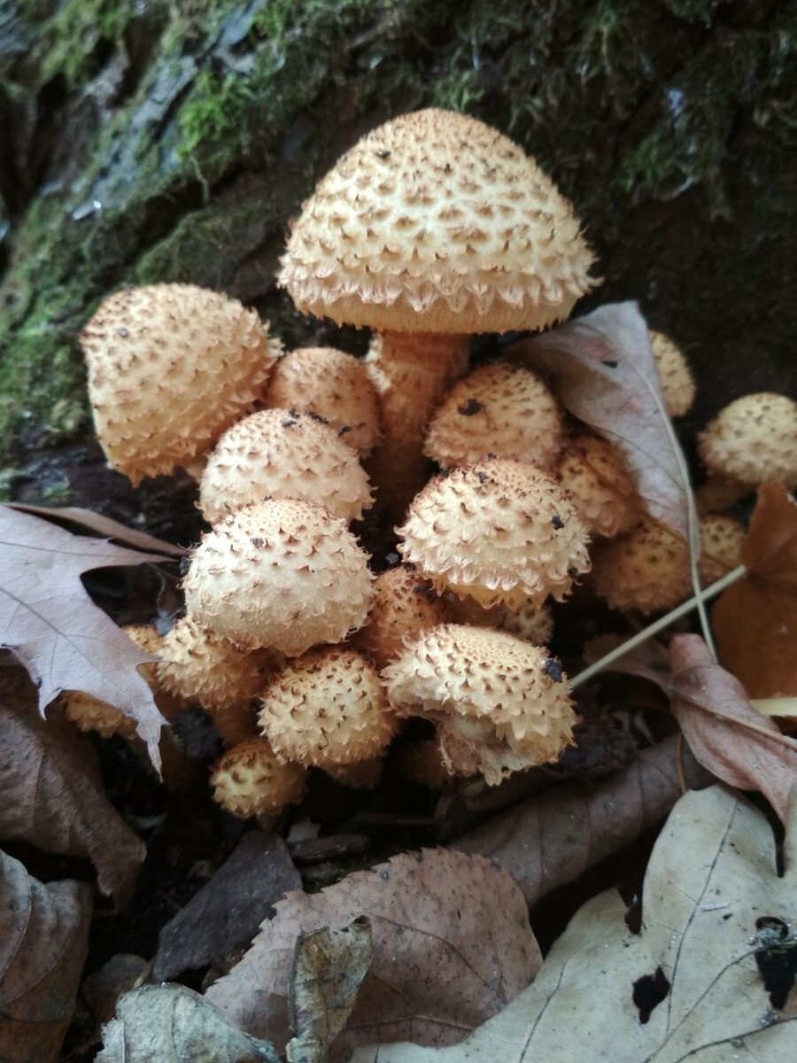 Чешуйчатка камеденосная