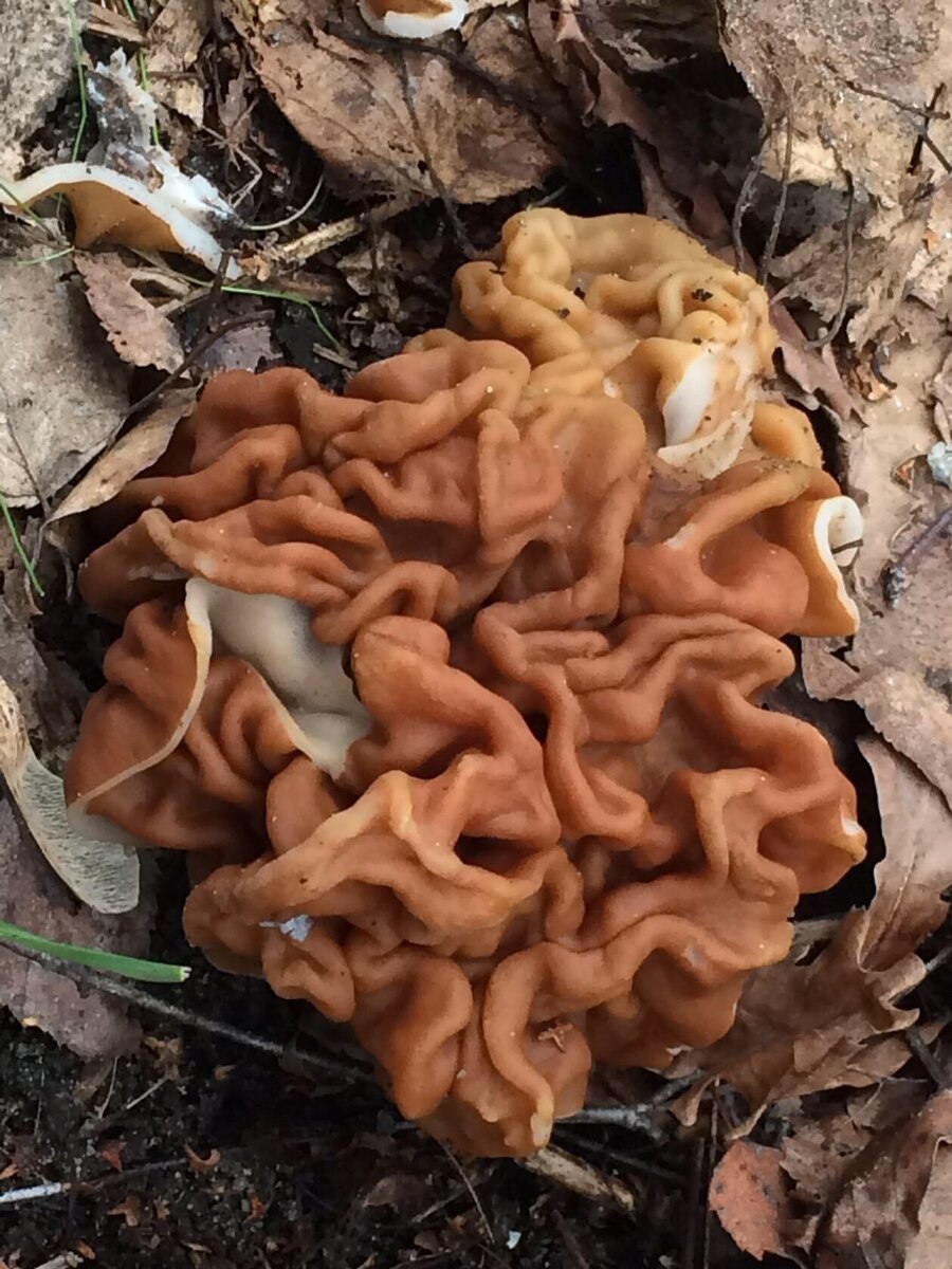 Говорушка гигантская Leucopaxillus giganteus
