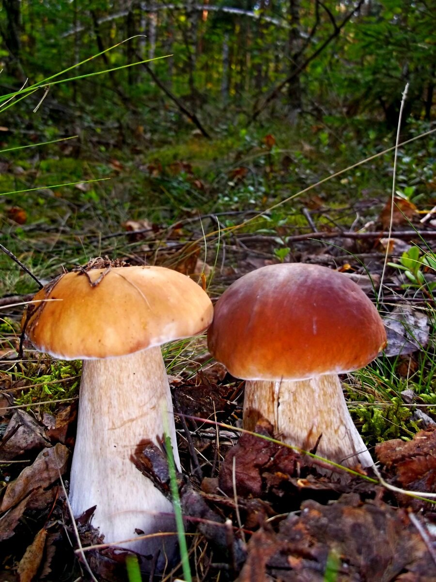 Белый гриб берёзовый