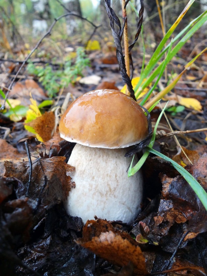 Белый гриб берёзовый Boletus betulicola