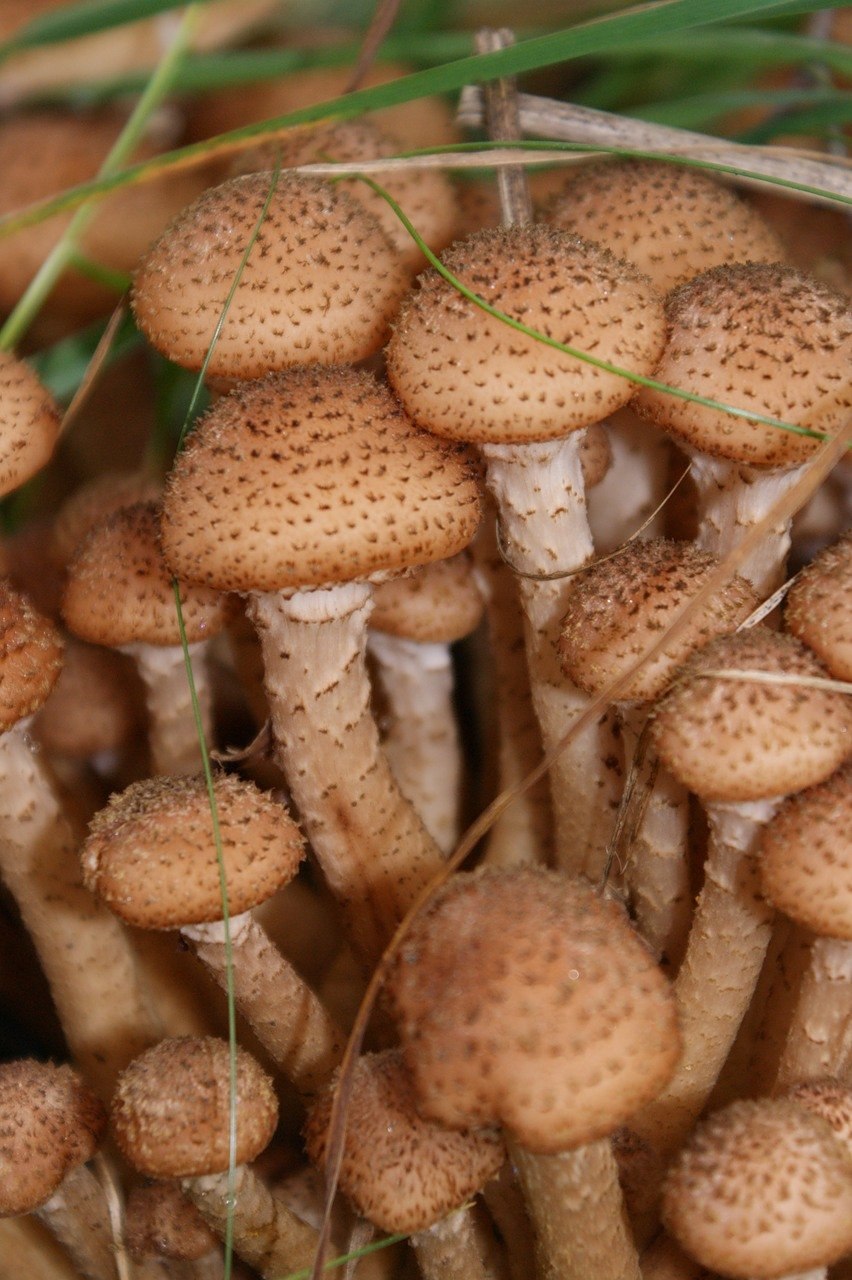 1. Armillaria mellea – опенок осенний