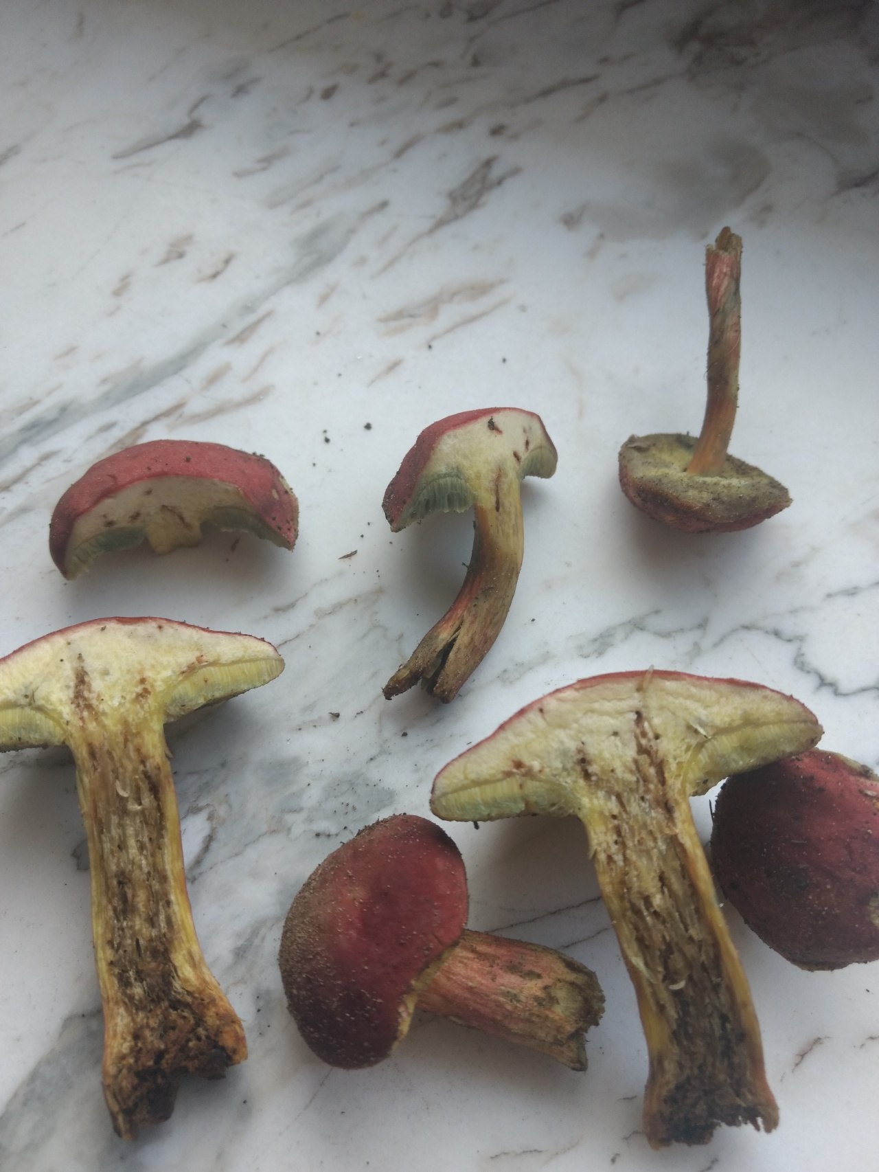 фото съедобных грибов которые синеют на срезе