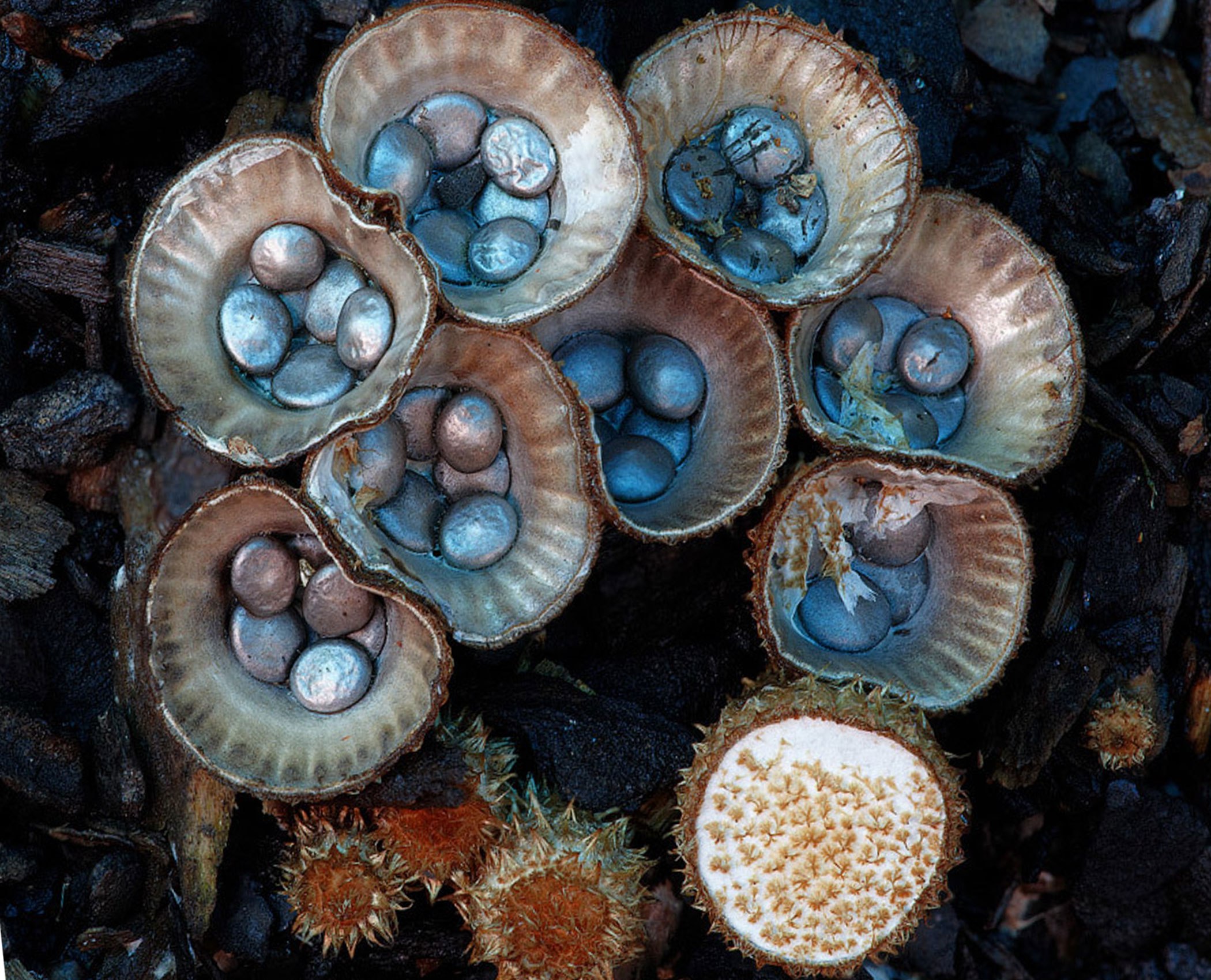 Экзотические грибы. Cyathus striatus. Бокальчик полосатый гриб. Циатус полосатый. Необычные съедобные грибы.