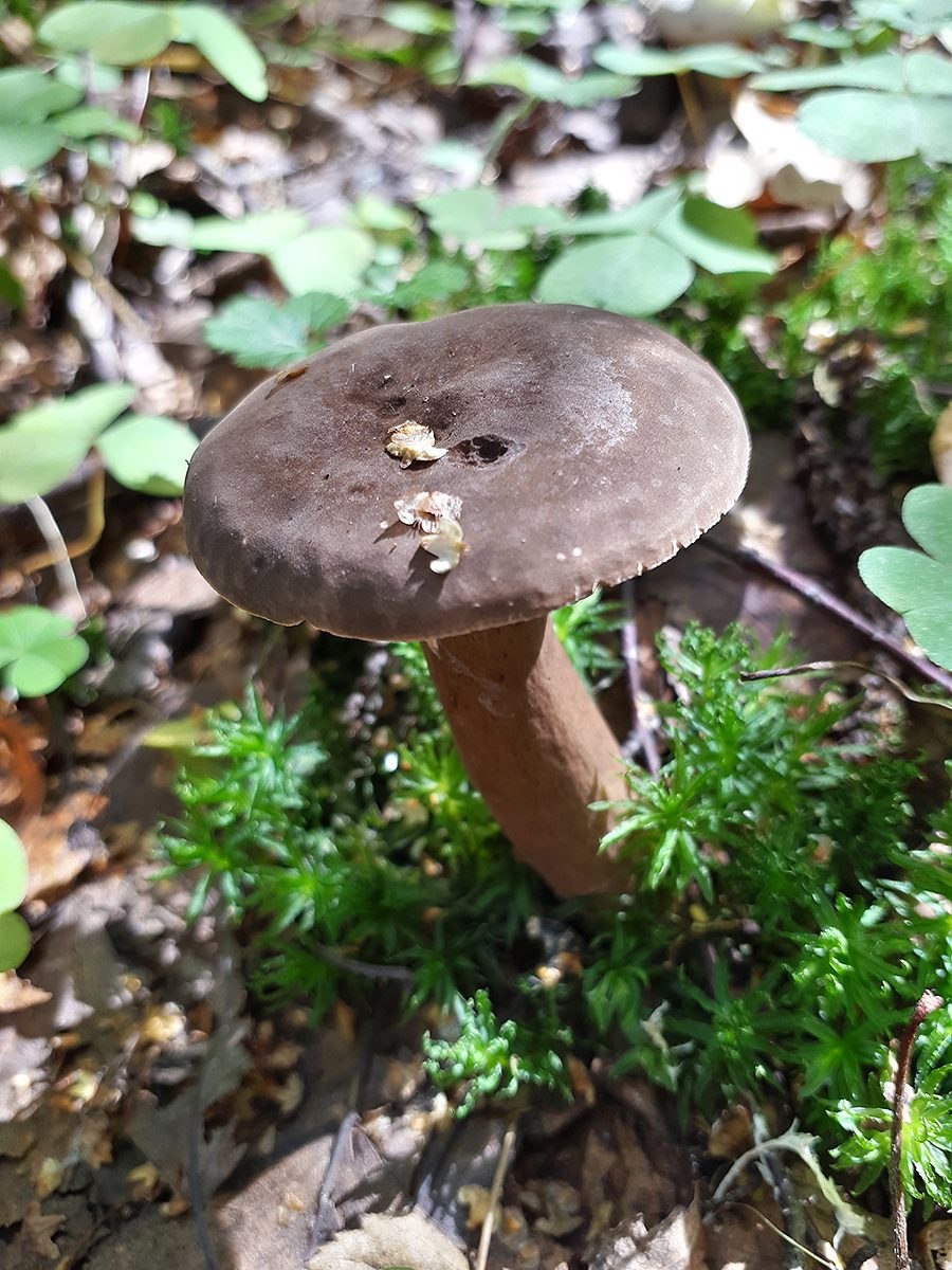 Млечник шиповатый