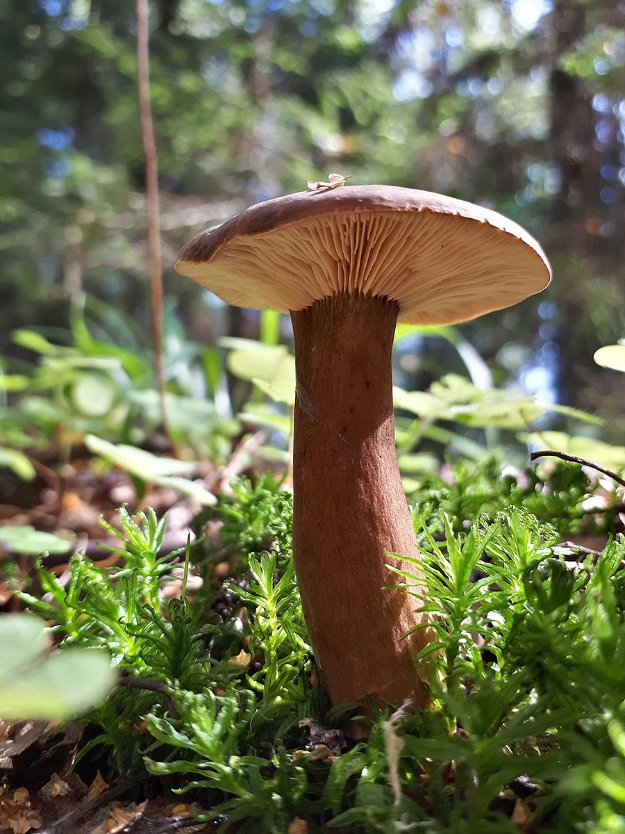 Млечник гигрофоровидный