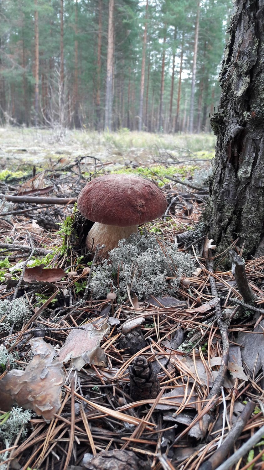 Белые грибы в лесу