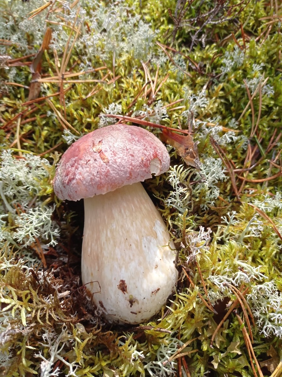 Грибы Архангельской области