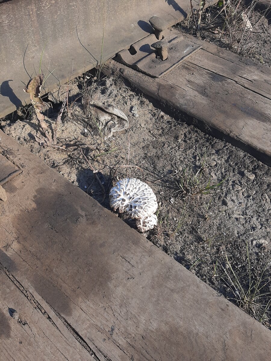 Грибы которые растут на шпалах