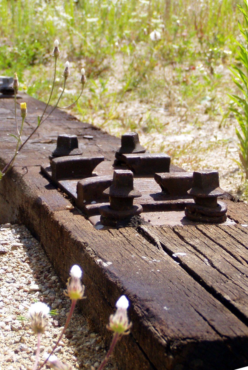 Грибы растущие на трухлявых пнях