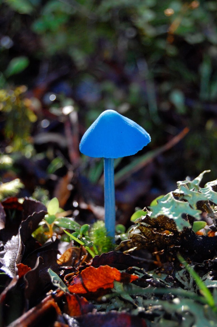 Синяя Энтолома Entoloma hochstetteri