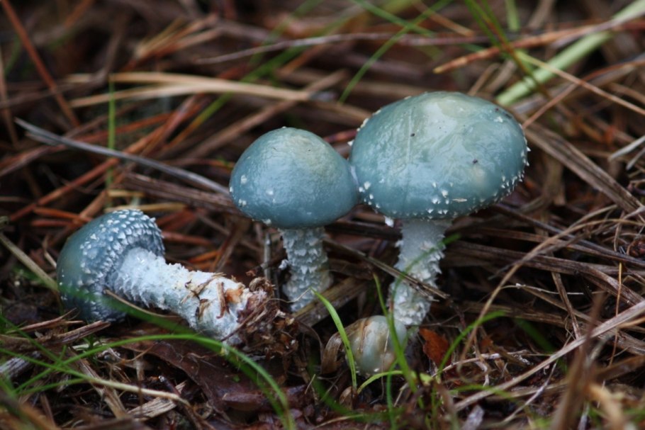 Chlorociboria aeruginascens