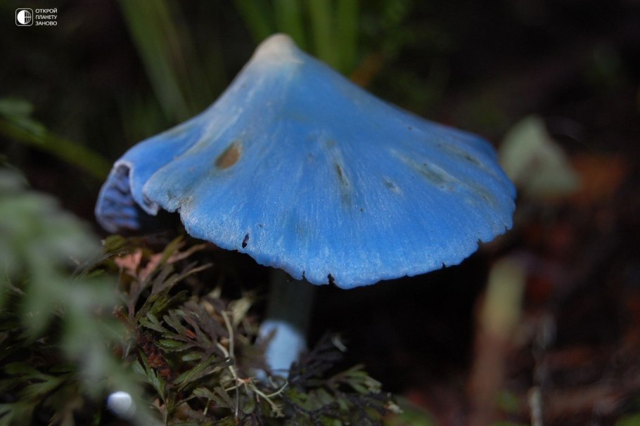 Синяя Энтолома Entoloma hochstetteri