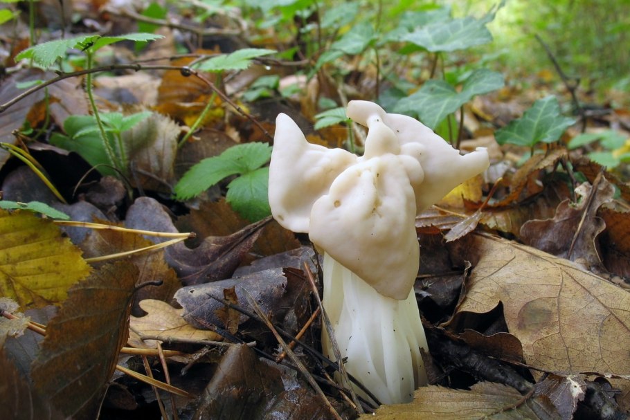 Лопастник ямчатый