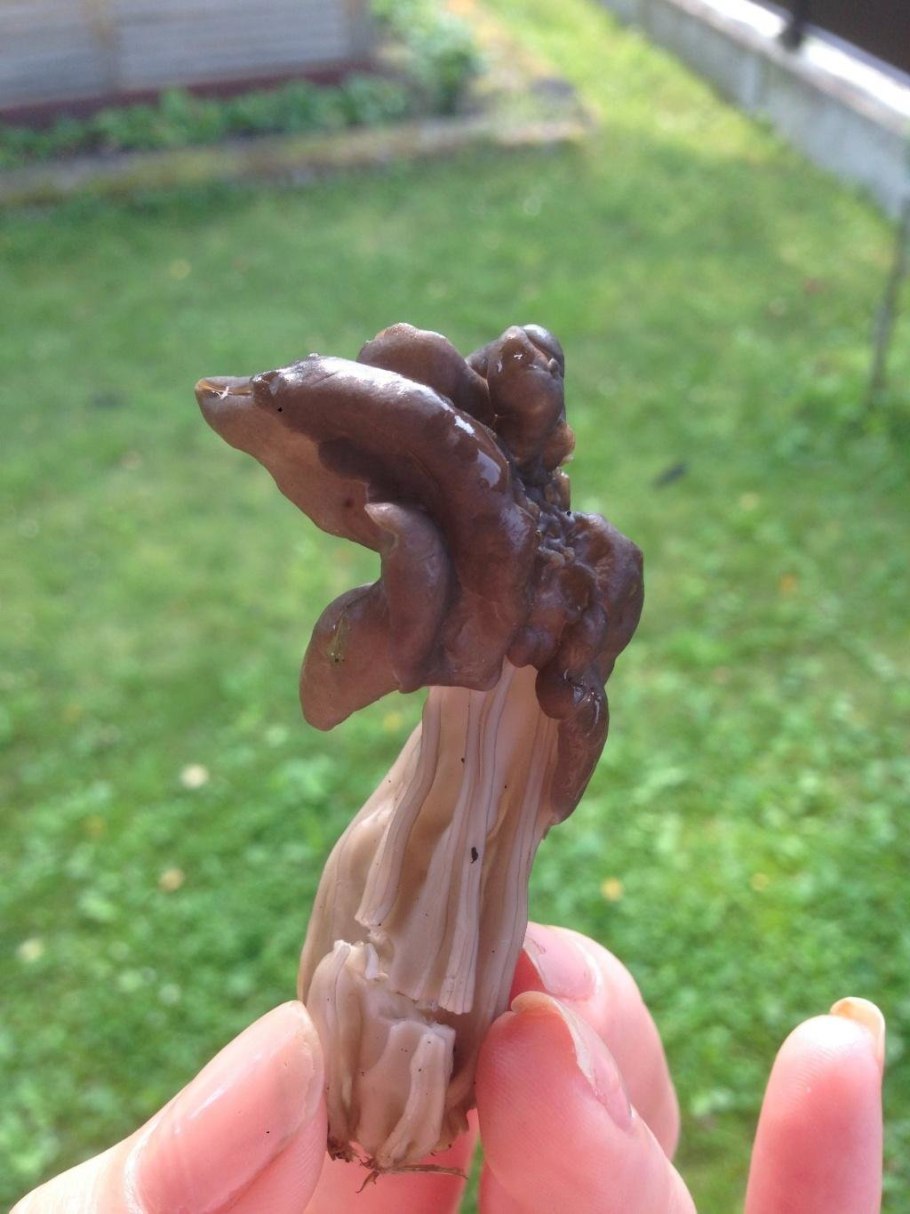 Лопастник курчавый