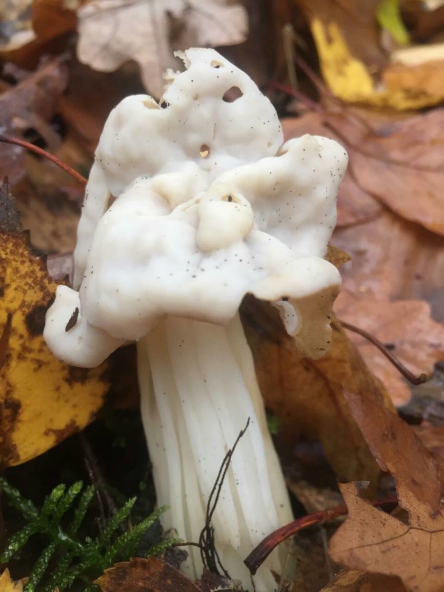 Лопастник курчавый Helvella crispa