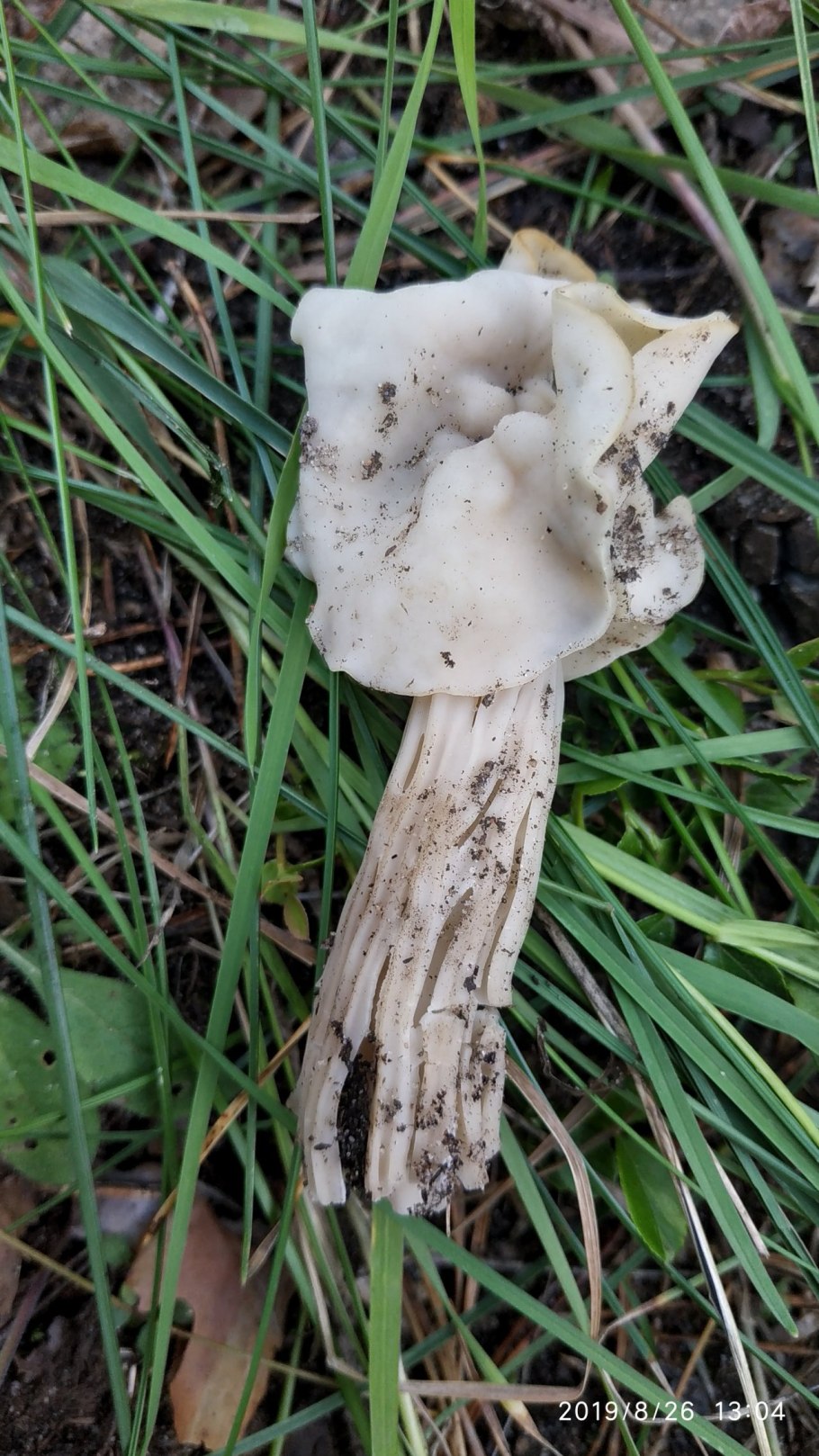 Лопастник Гельвелла