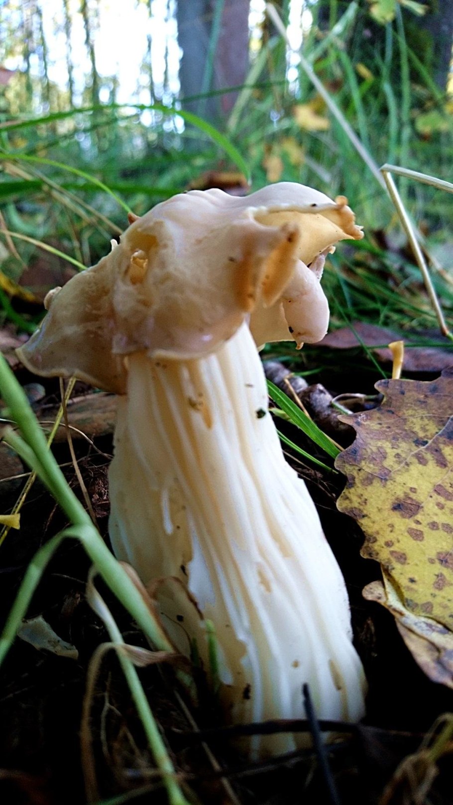 Лопастник (Helvella)