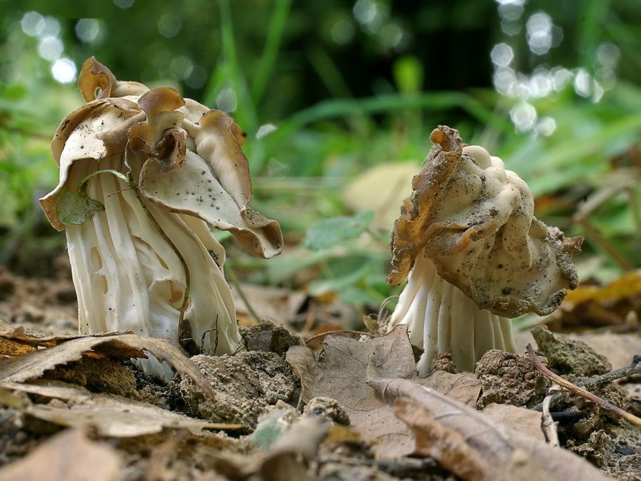 Лопастник курчавый Helvella crispa