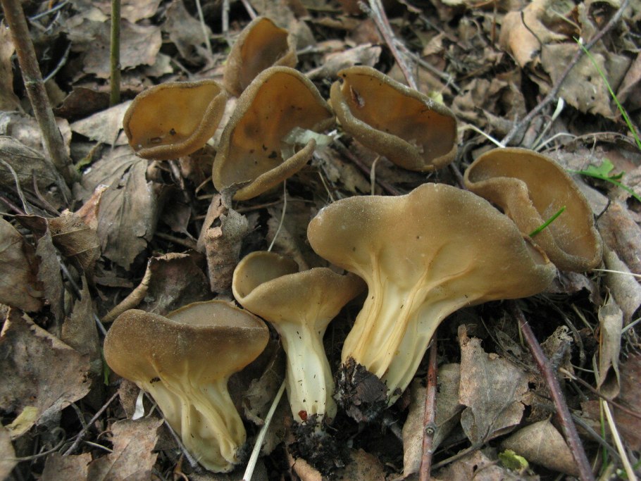 Helvella acetabulum
