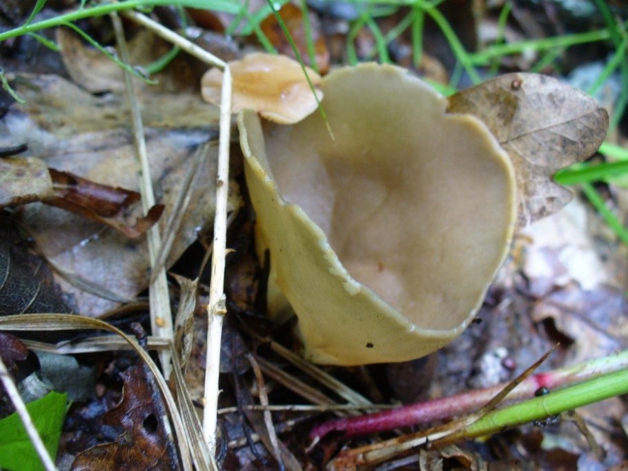Helvella acetabulum