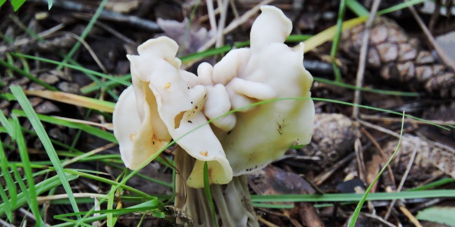 Лопастник курчавый