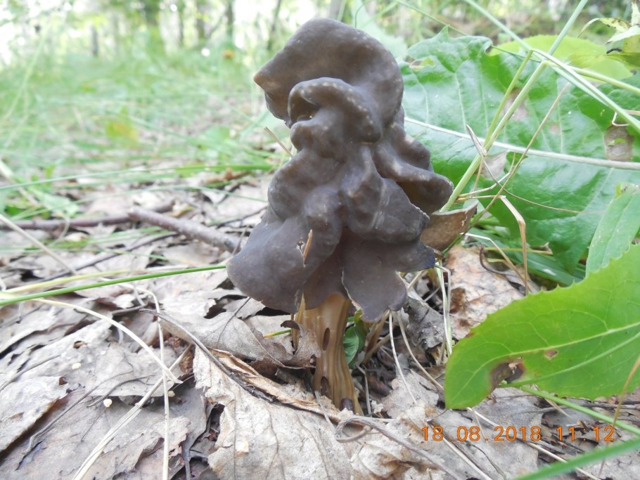 Лопастник Гельвелла