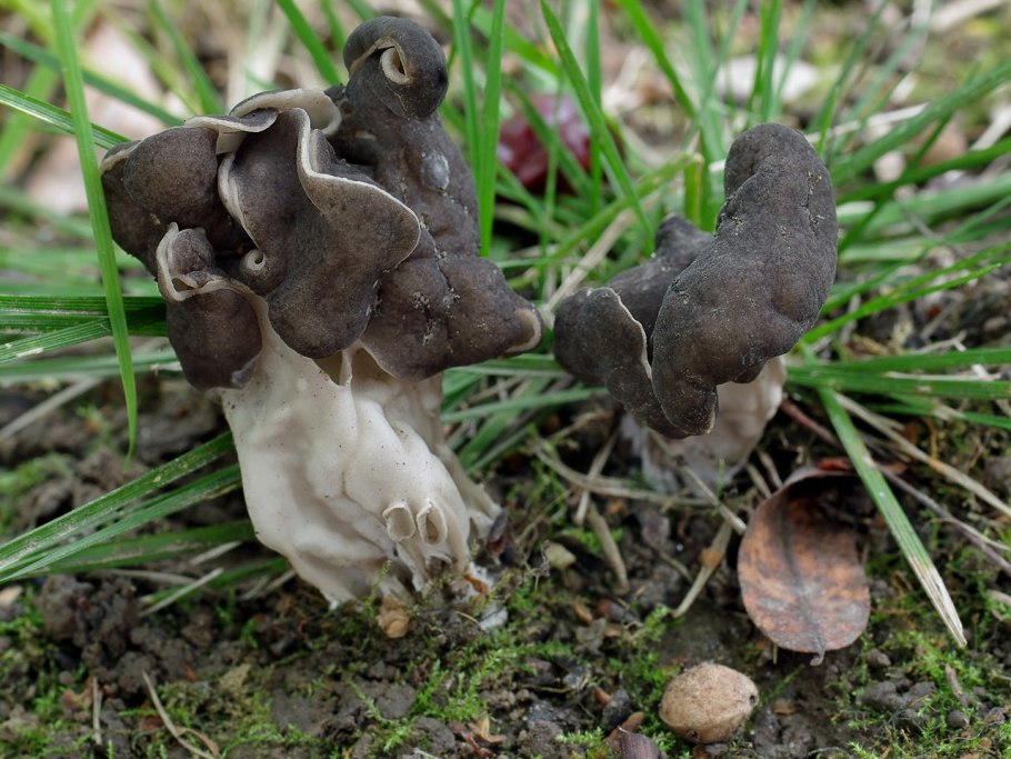 Гриб лопастник Гельвелла