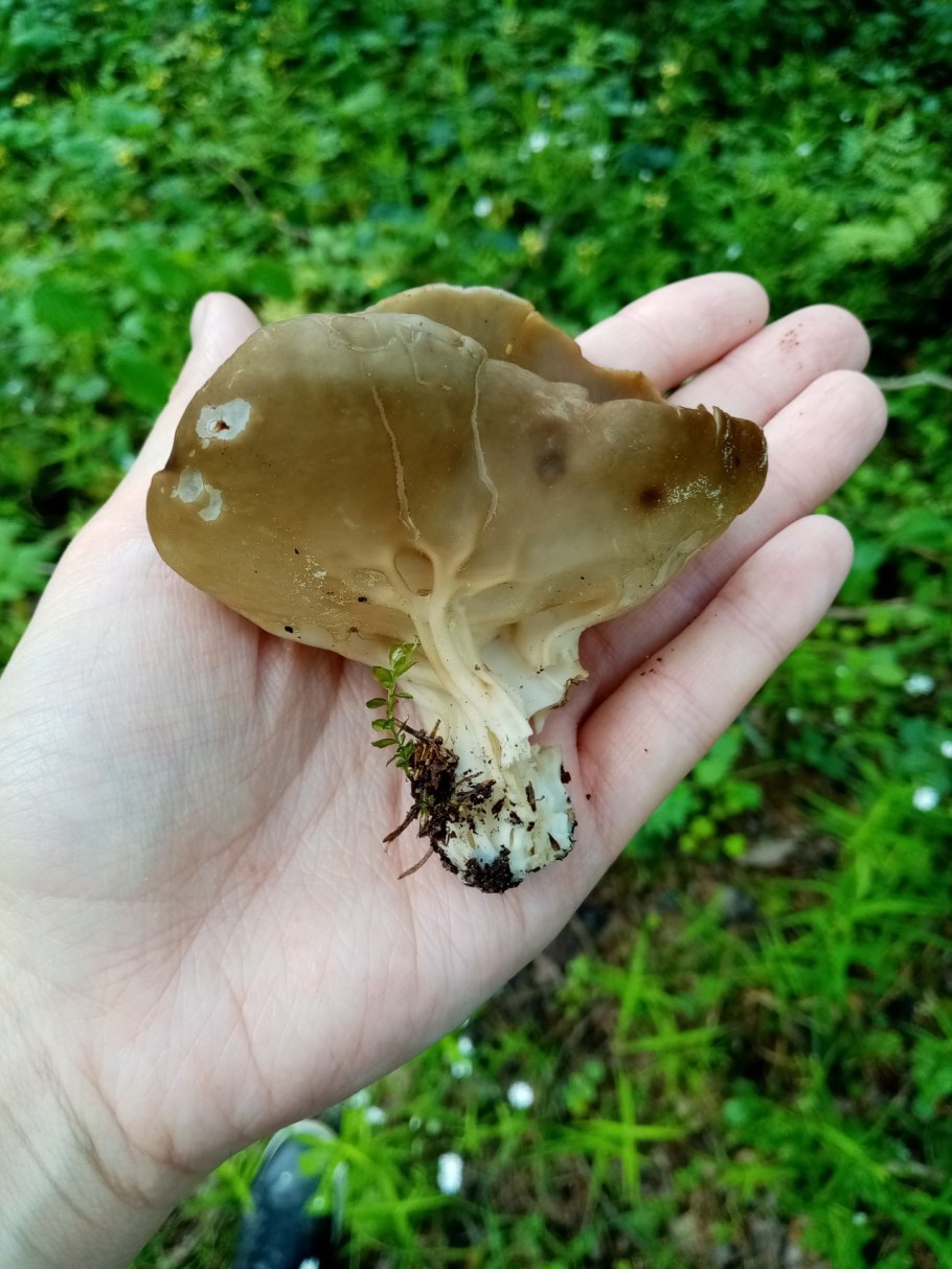 Гриб лопастник Гельвелла