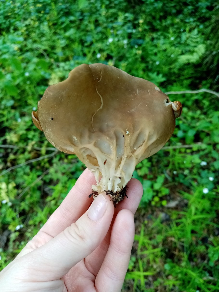 Лопастник коричневый гриб