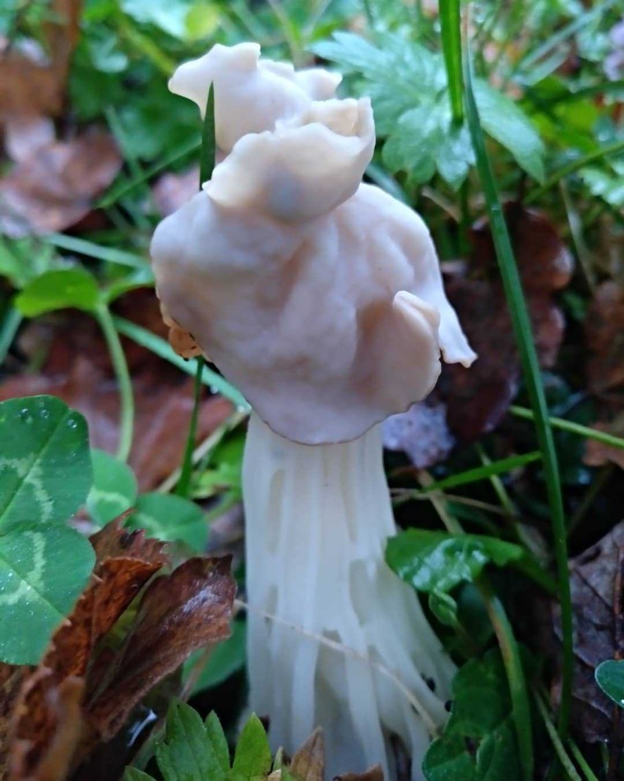 Лопастник курчавый Helvella crispa
