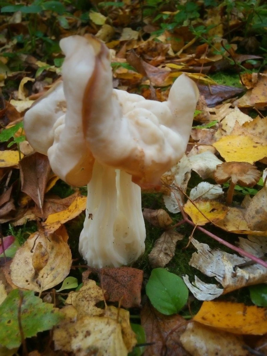 Гельвелла курчавая