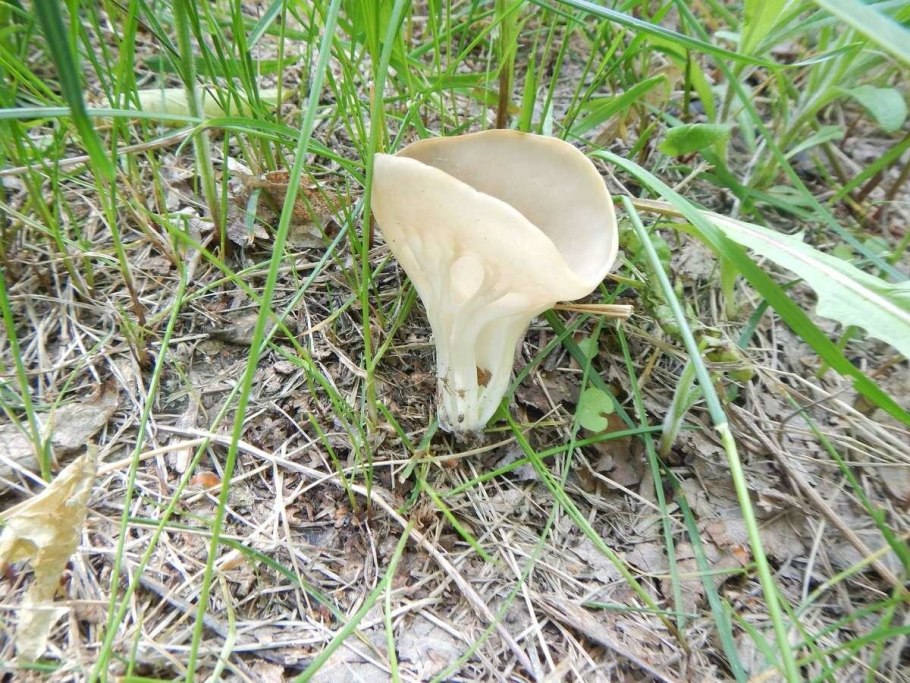 Лопастник белоножковый