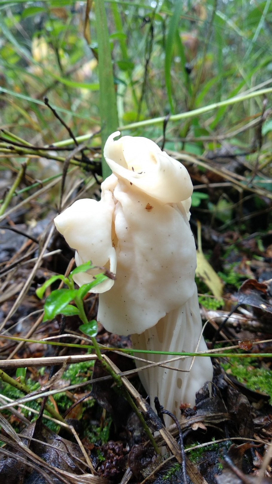 Лопастник курчавый, Гельвелла курчавая