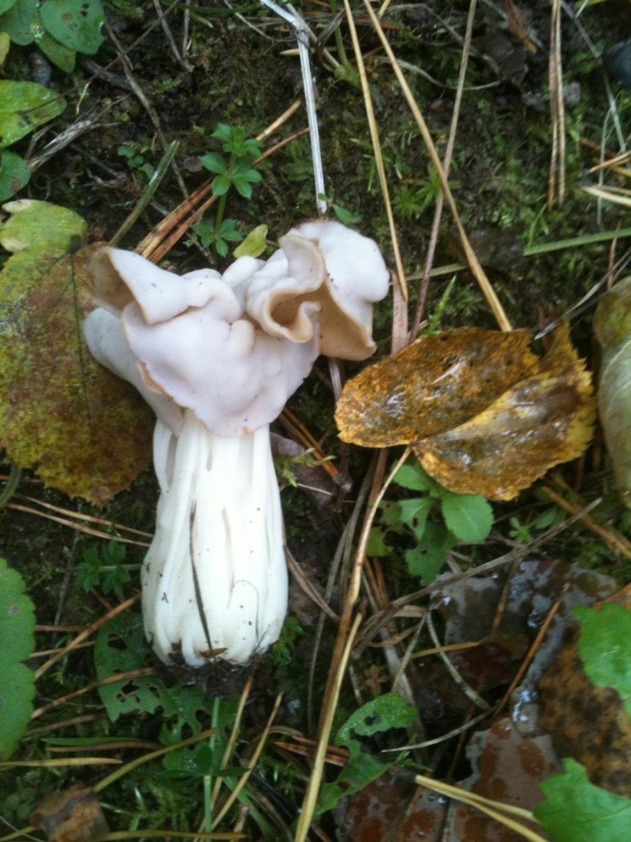 Грибы лопастник на белой ножке