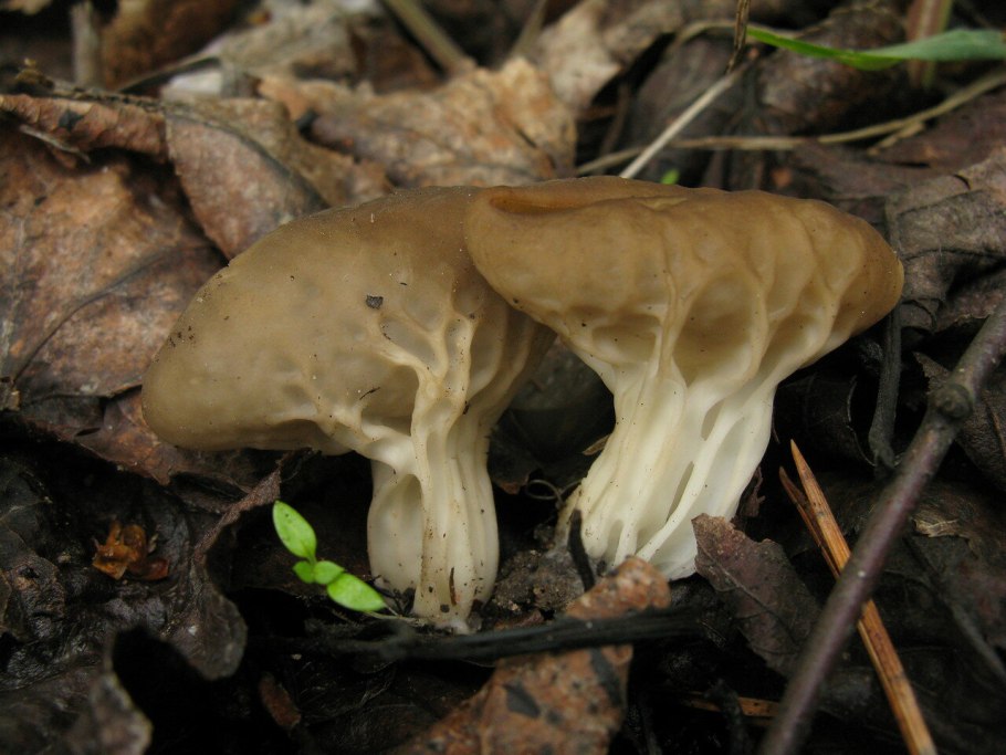 Лопастник ямчатый