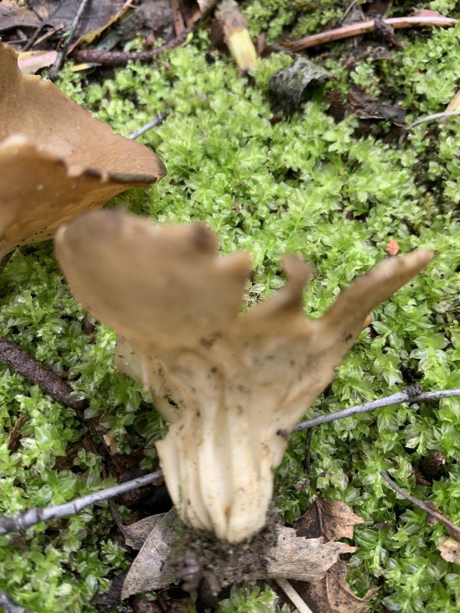 Лопастник курчавый